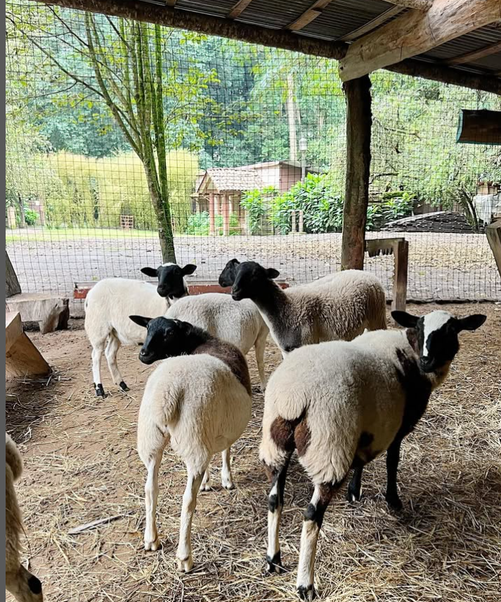 Farm Sheep Enclosure